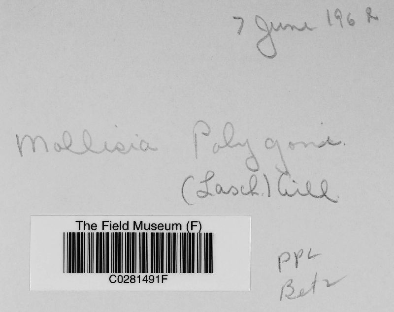 Mollisia polygoni image