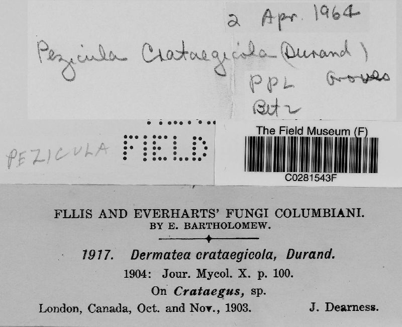 Pezicula crataegicola image