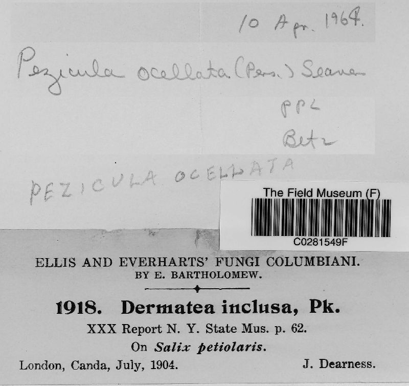 Pezicula ocellata image