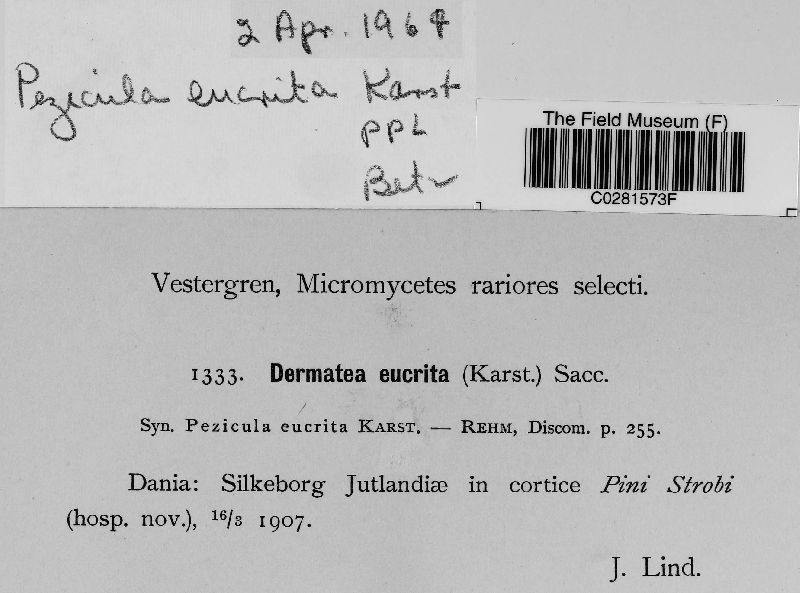 Pezicula eucrita image