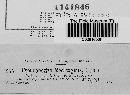 Pseudopeziza medicaginis image