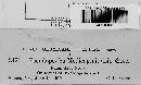 Pseudopeziza medicaginis image