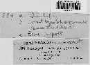 Pseudopeziza medicaginis image