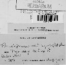 Pseudopeziza medicaginis image