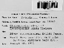 Drepanopeziza ribis image