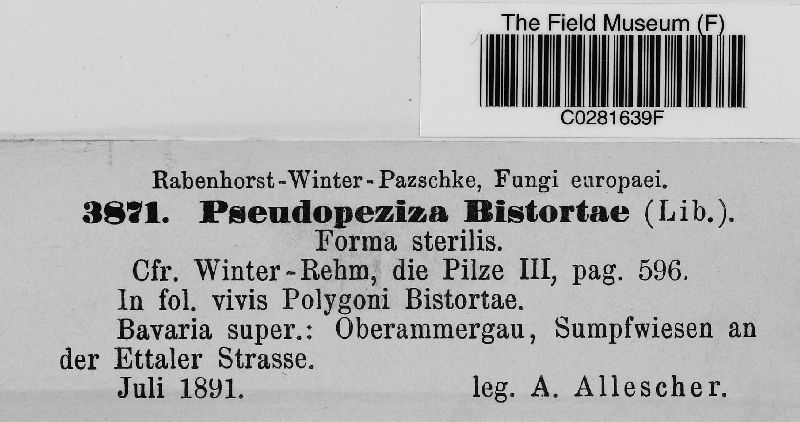 Pseudorhytisma bistortae image