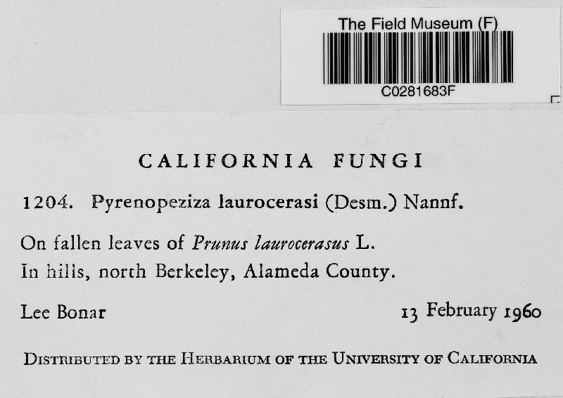 Pyrenopeziza laurocerasi image
