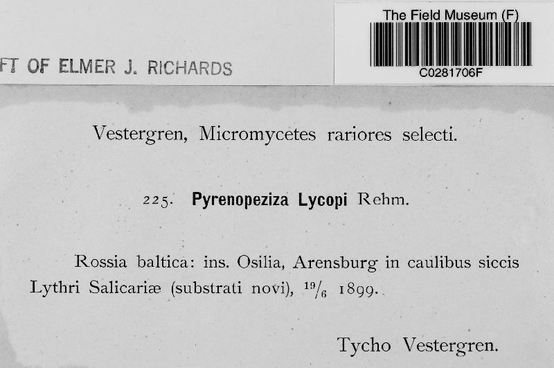 Pyrenopeziza lycopi image