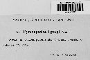 Pyrenopeziza lycopi image