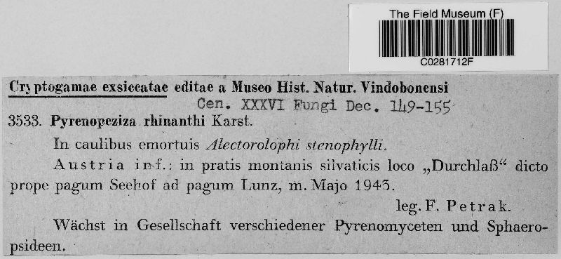 Pyrenopeziza rhinanthi image