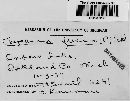 Tapesia fusca image