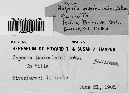 Tapesia subiculata image