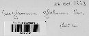 Geoglossum glabrum image