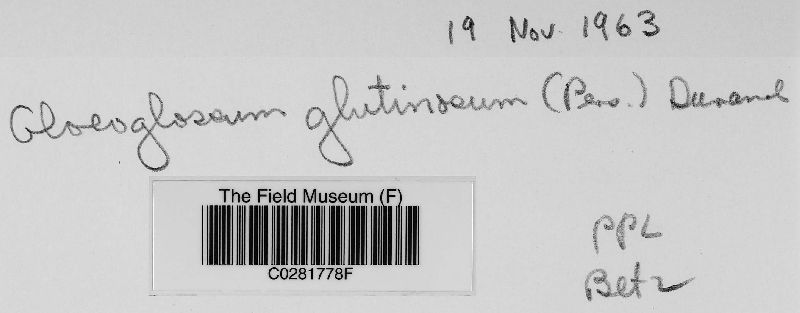 Geoglossum glutinosum var. lubricum image