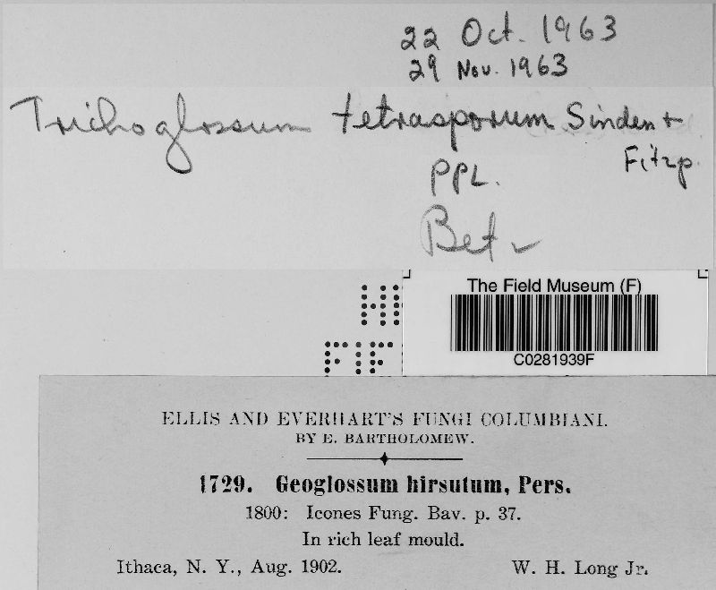 Trichoglossum tetrasporum image
