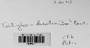 Trichoglossum hirsutum image
