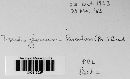 Trichoglossum hirsutum image