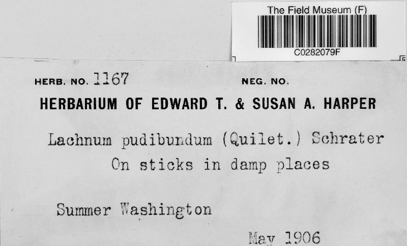 Lachnum pudibundum image
