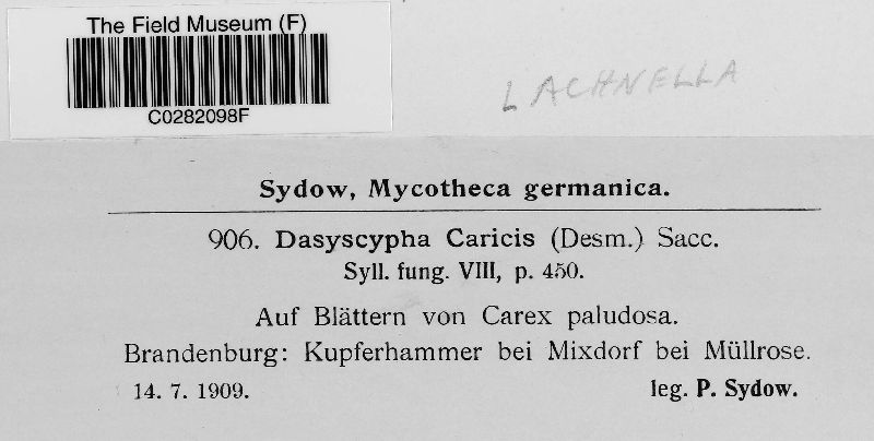 Lachnum caricis image