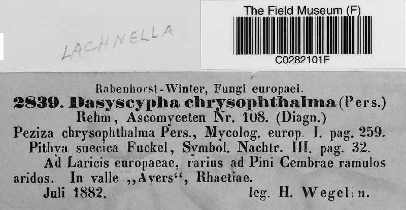 Lachnella chrysophthalma image