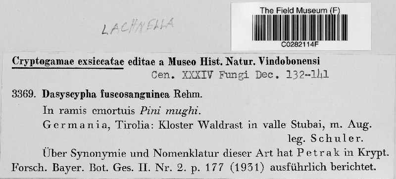 Lachnella fuscosanguinea image