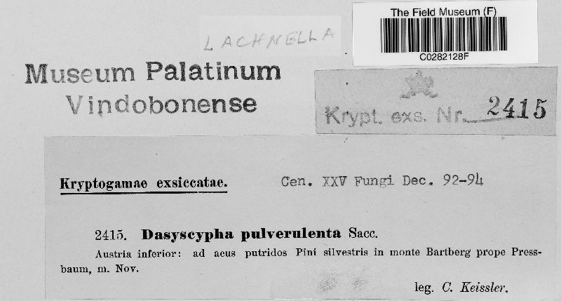 Lachnum pulverulentum image