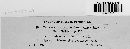 Image of Lachnellula pulverulenta