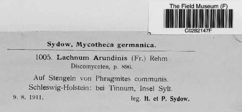 Lachnum arundinis image