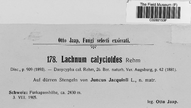 Lachnum calycioides image