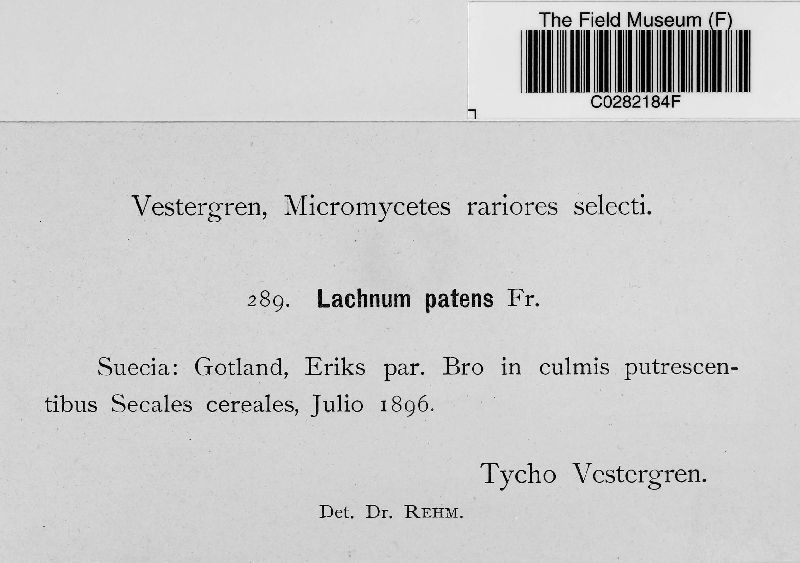 Lachnum patens image
