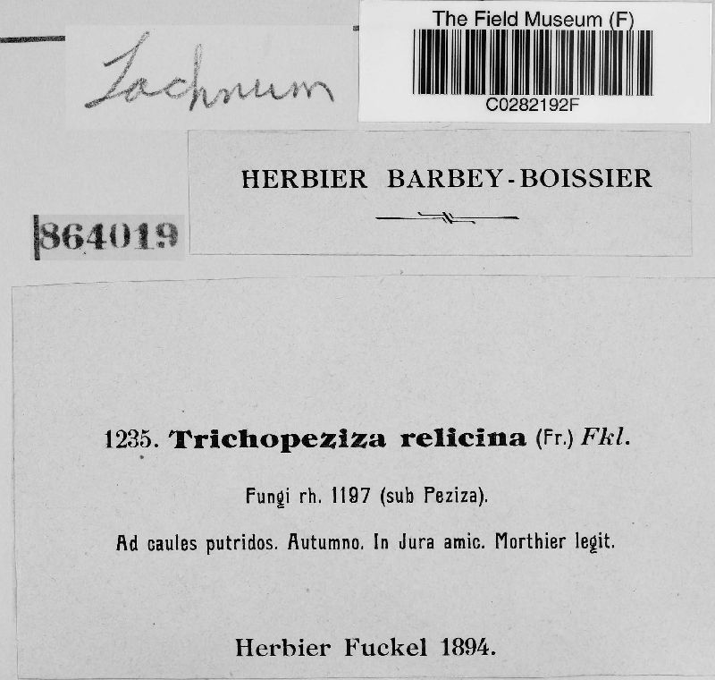 Lachnum relicinum image