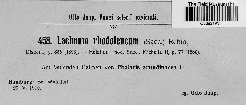 Lachnum rhodoleucum image