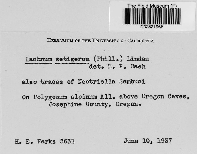 Lachnum setigerum image