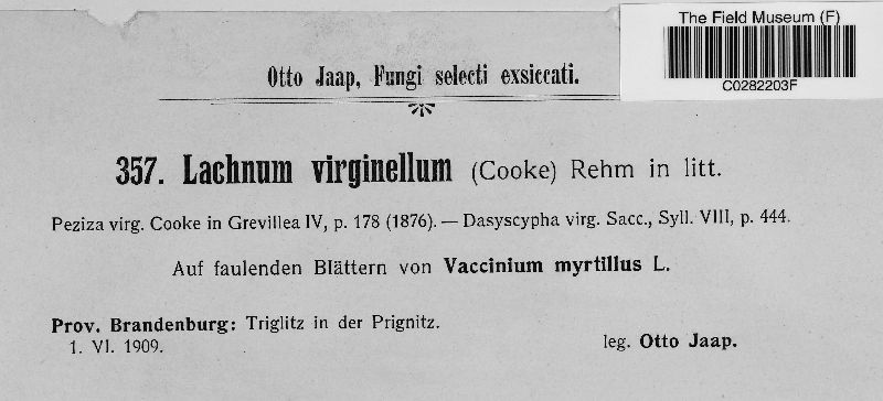 Lachnum virginellum image