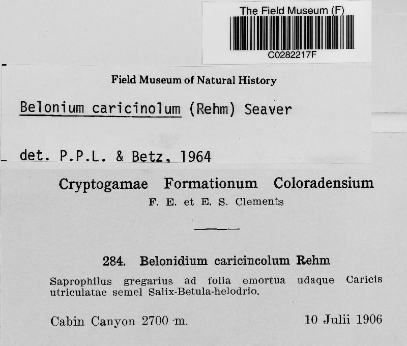 Belonium caricincolum image