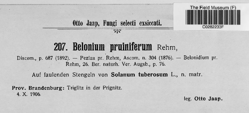 Belonium pruiniferum image