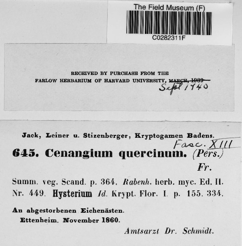 Cenangium image