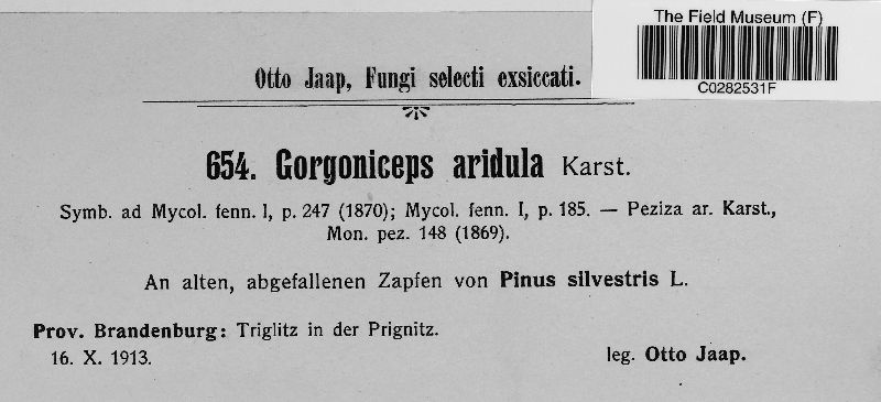 Gorgoniceps aridula image