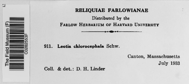 Leotia chlorocephala image