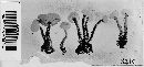 Cudoniella clavus image