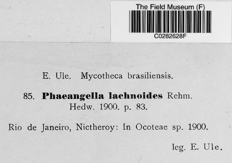 Phaeangella lachnoides image