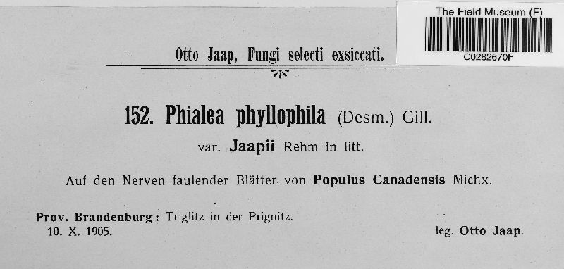 Phialea phyllophila var. jaapii image