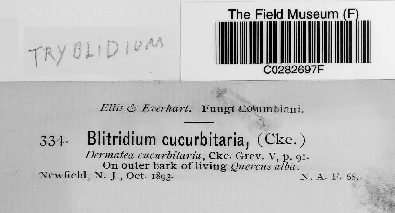 Tryblidium cucurbitaria image