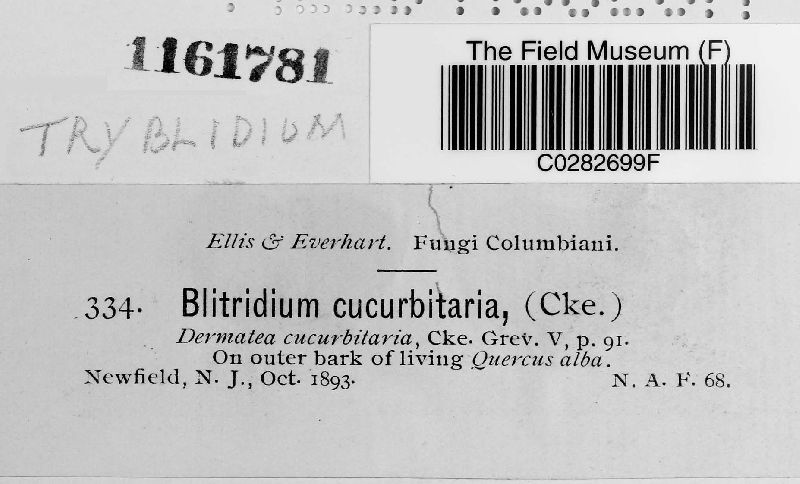 Tryblidium cucurbitaria image
