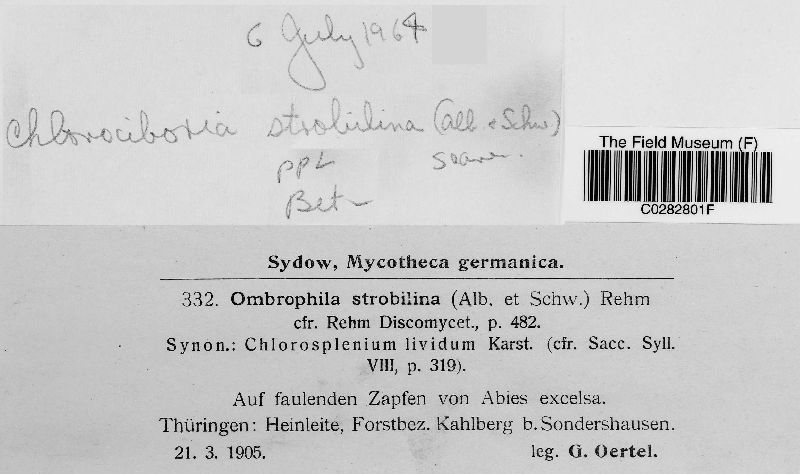 Chlorociboria strobilina image