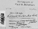 Rutstroemia firma image