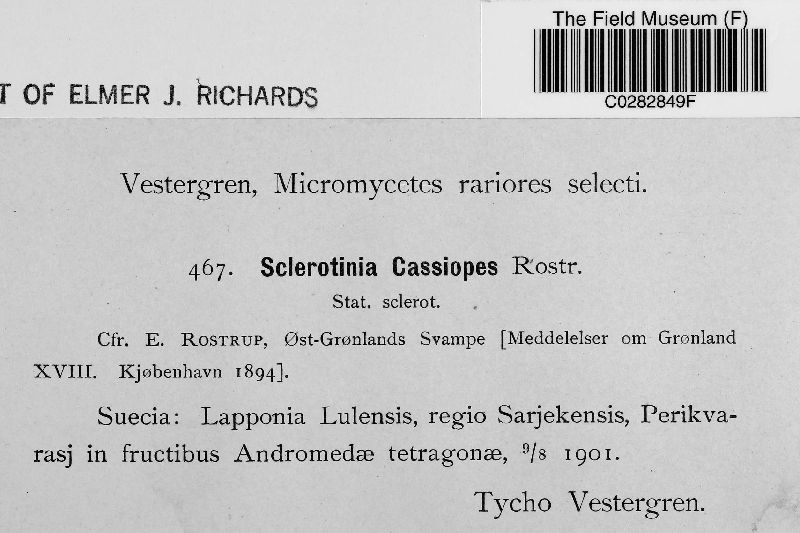 Sclerotinia cassiopes image