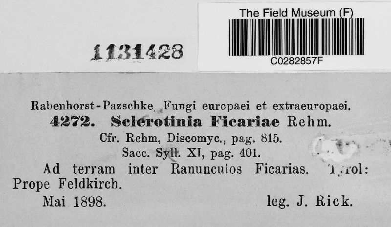 Sclerotinia ficariae image