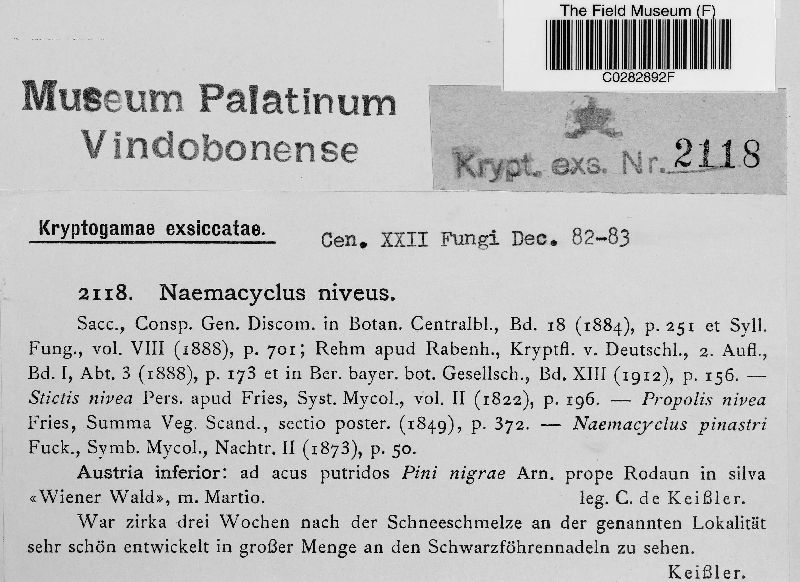 Cyclaneusma niveum image