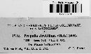 Propolis farinosa image